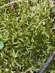 Pleurozium schreberi