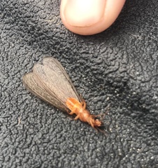 Zootermopsis nevadensis