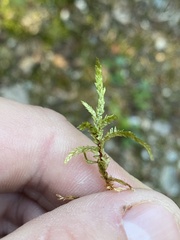 Pleurozium schreberi