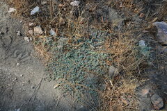 Euphorbia ocellata ocellata