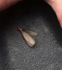 Zootermopsis nevadensis