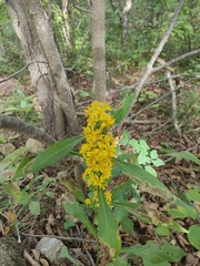 Solidago pacifica