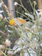Copaeodes aurantiaca