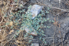 Euphorbia ocellata ocellata