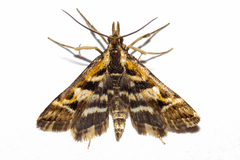 Diasemia grammalis