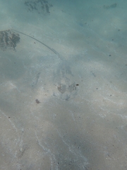 Hemitrygon fluviorum