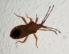 Gonocerus acuteangulatus