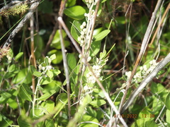 Lyonia fruticosa