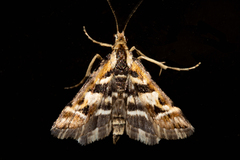 Diasemia grammalis