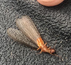 Zootermopsis nevadensis