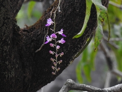 Aerides maculosa
