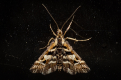 Diasemia grammalis