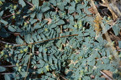 Euphorbia ocellata ocellata