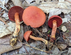 Cortinarius harrisonii