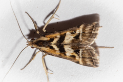 Diasemia grammalis
