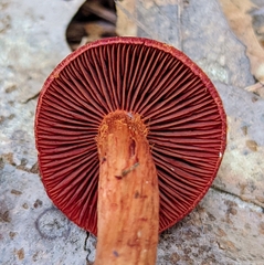 Cortinarius harrisonii