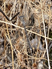Archilestes californicus