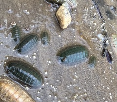 Ischnochiton australis