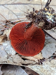 Cortinarius harrisonii