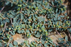 Euphorbia ocellata ocellata