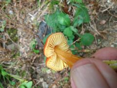 Hygrocybe cuspidata
