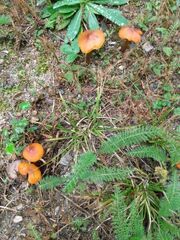 Hygrocybe cuspidata