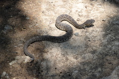 Crotalus basiliscus