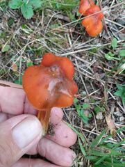 Hygrocybe cuspidata