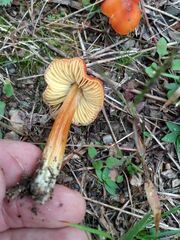 Hygrocybe cuspidata