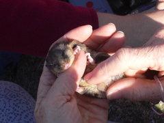 Burramys parvus