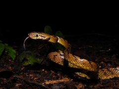 Boiga