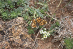 Texola elada ulrica
