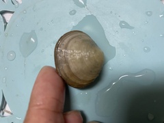 Meretrix