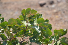 Anacardiaceae