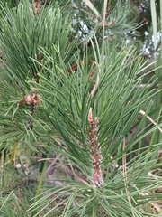 Pinus