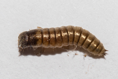 Tenebrionidae