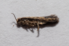 Hydroptilidae