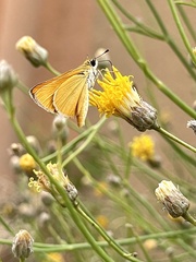 Copaeodes aurantiaca