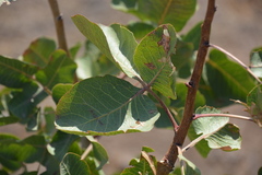 Anacardiaceae