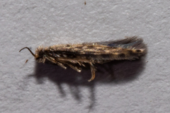 Hydroptilidae