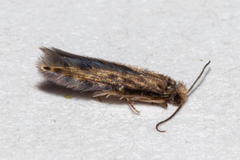 Hydroptilidae