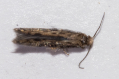 Hydroptilidae