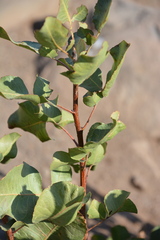 Anacardiaceae