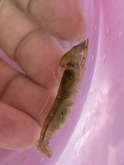 Alpheidae