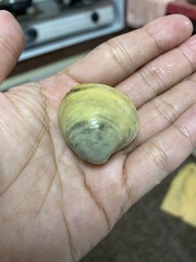 Meretrix