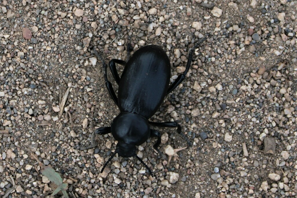 California Broadnecked Darkling Beetle from Tomales Point Trail