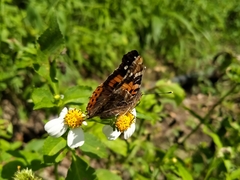 Vanessa indica indica