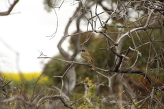 Gavicalis virescens