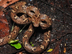 Boiga trigonata