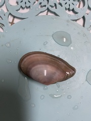 Tellinoidea